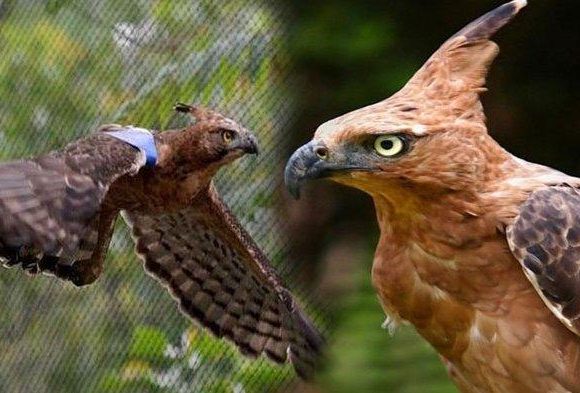 Identifikasi Flora dan Fauna Yang Dilindungi dan Langka IT Surabaya