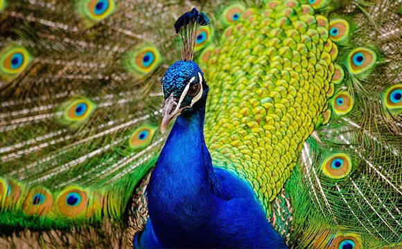 Konservasi Merak Hijau (Pavo Muticus)