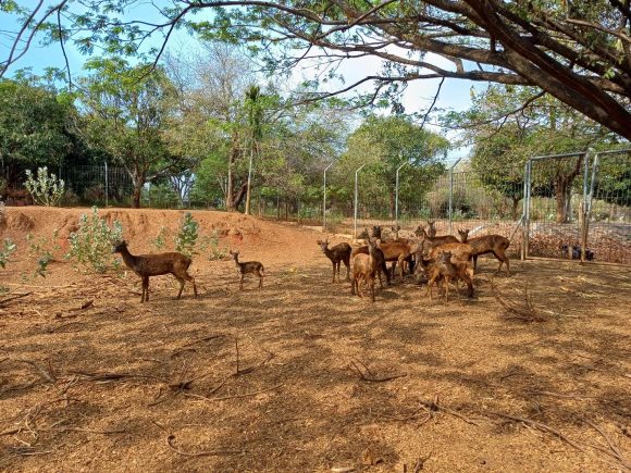 Penangkaran Rusa Timor (Rusa Timorensis) 